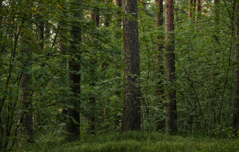 Cientistas escutaram pássaro misterioso floresta