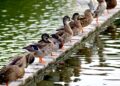 Criador bois coloca patos circular