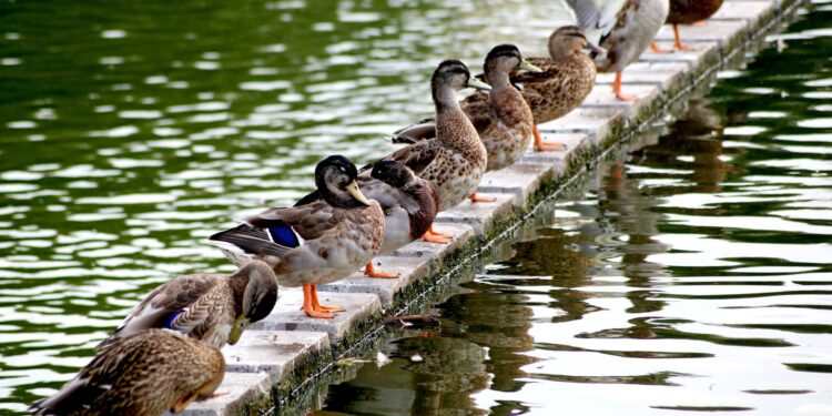 Criador bois coloca patos circular