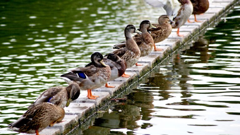 Criador bois coloca patos circular