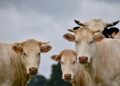 Criadora aposta vacas metro altura