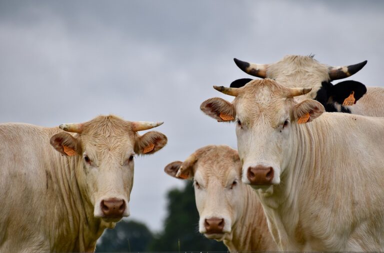 Criadora aposta vacas metro altura