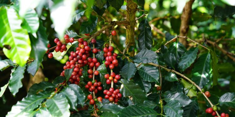 Chuvas atrasarem colheita café brasileiro