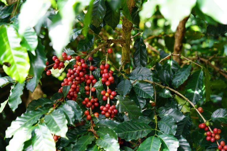 Chuvas atrasarem colheita café brasileiro