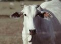 Duas vacas encontradas vivendo ilha