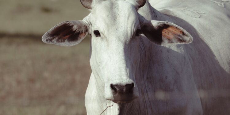Duas vacas encontradas vivendo ilha