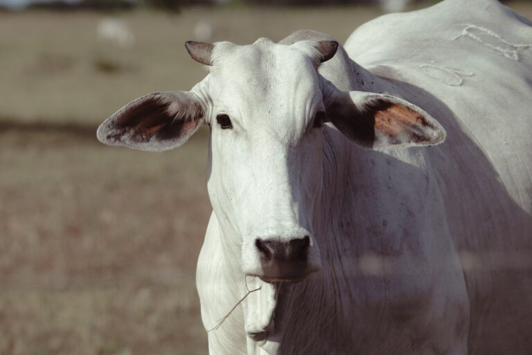 Duas vacas encontradas vivendo ilha