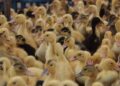 Eletricista aprende criar patos vídeos