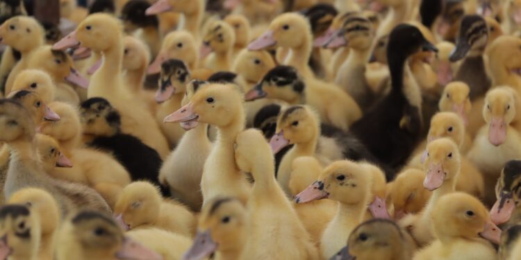 Eletricista aprende criar patos vídeos
