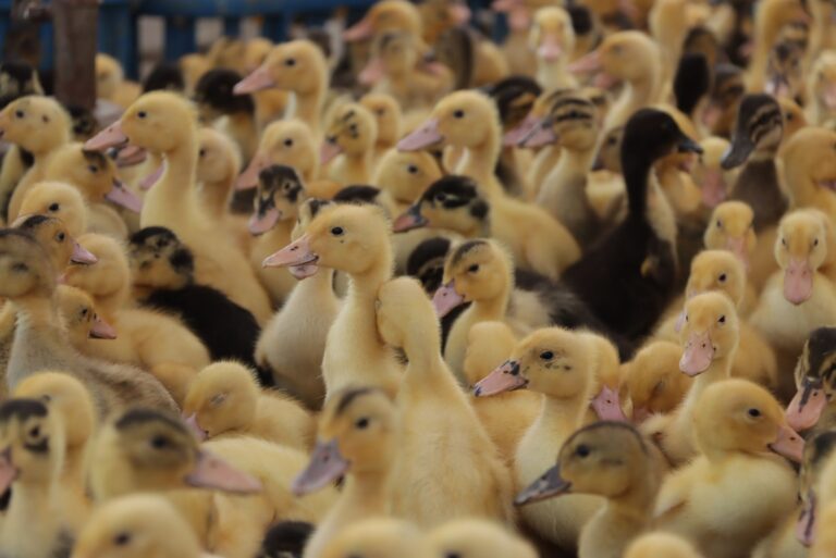 Eletricista aprende criar patos vídeos