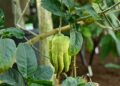 Fruta parece mão cheia dedos