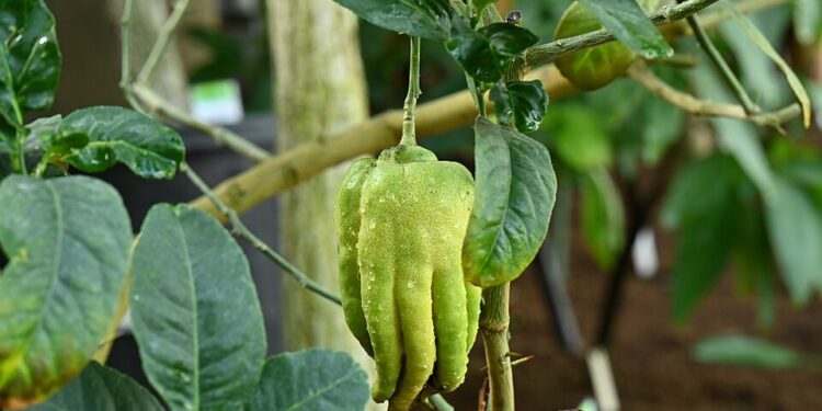 Fruta parece mão cheia dedos