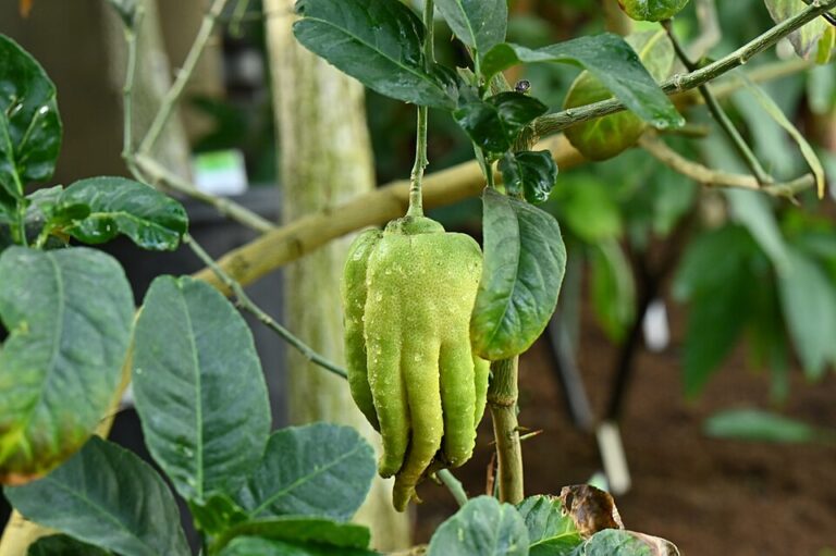 Fruta parece mão cheia dedos