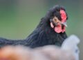 Tratadora zoológico cria galinhas francesas