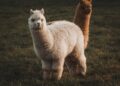 Família procura filhote alpaca desaparecido