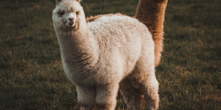 Família procura filhote alpaca desaparecido