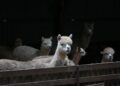 Família procura filhote alpaca desaparecido