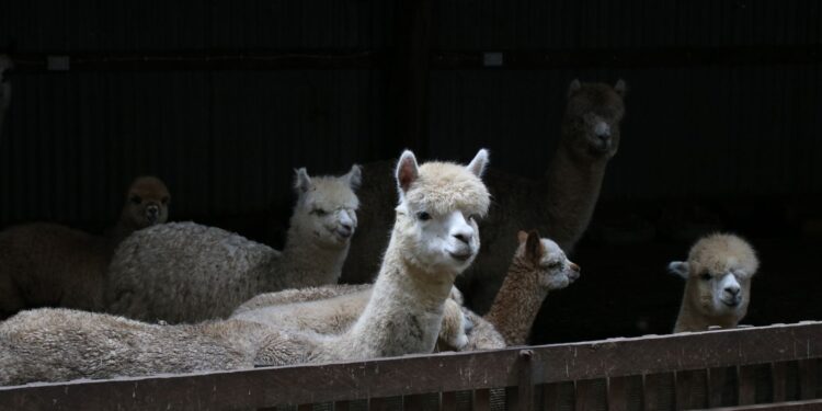 Família procura filhote alpaca desaparecido