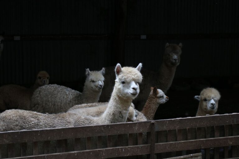Família procura filhote alpaca desaparecido