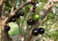 Fazenda mil jabuticabeiras mantém desafio