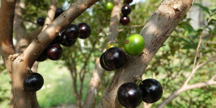 Fazenda mil jabuticabeiras mantém desafio