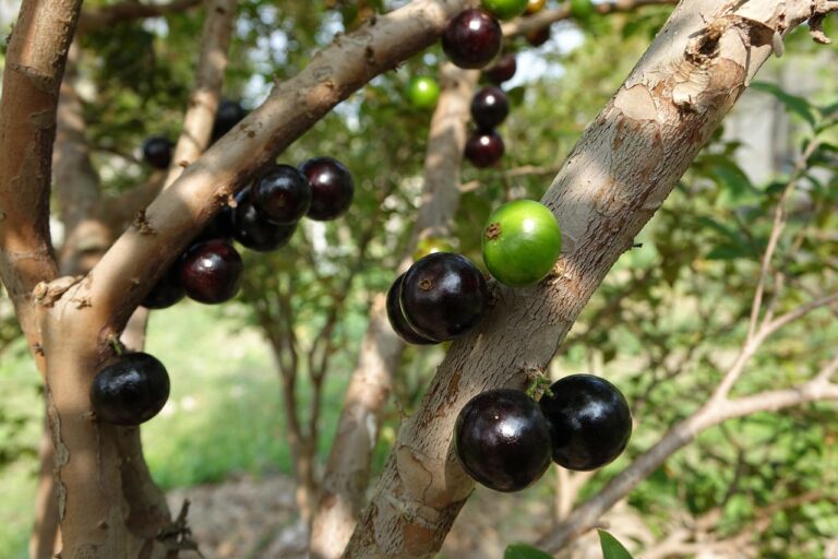Fazenda mil jabuticabeiras mantém desafio