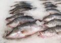 Fazenda cria peixe tropical tanques