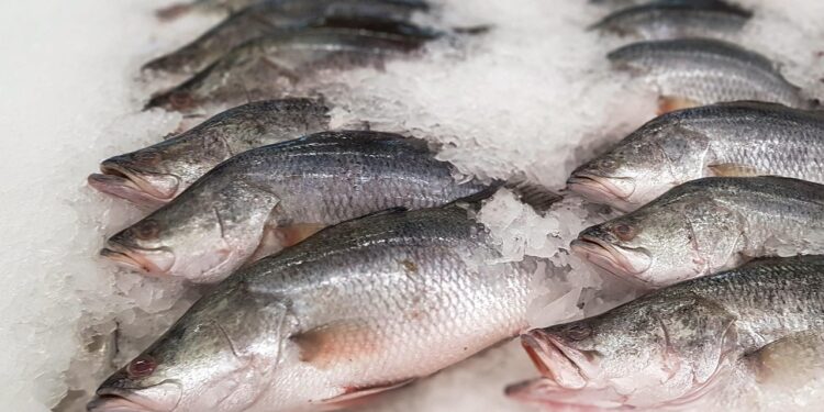 Fazenda cria peixe tropical tanques