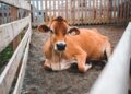 Fazenda reúne vacas cavalos ovelhas
