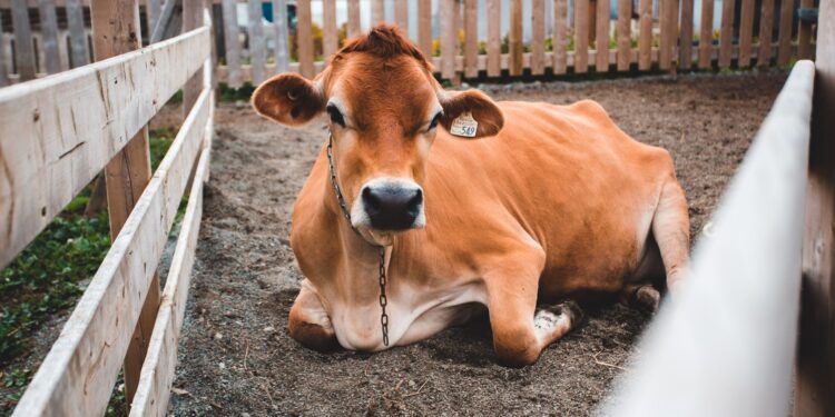 Fazenda reúne vacas cavalos ovelhas