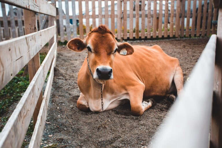 Fazenda reúne vacas cavalos ovelhas