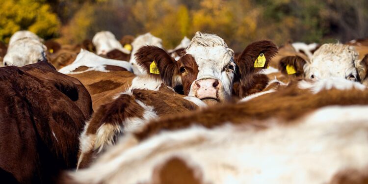Fazendeira corre levar vacas lugar
