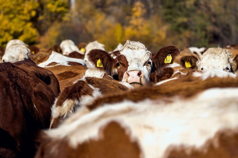 Fazendeira corre levar vacas lugar
