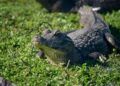 Fazendeira jacarés troca pântano semana