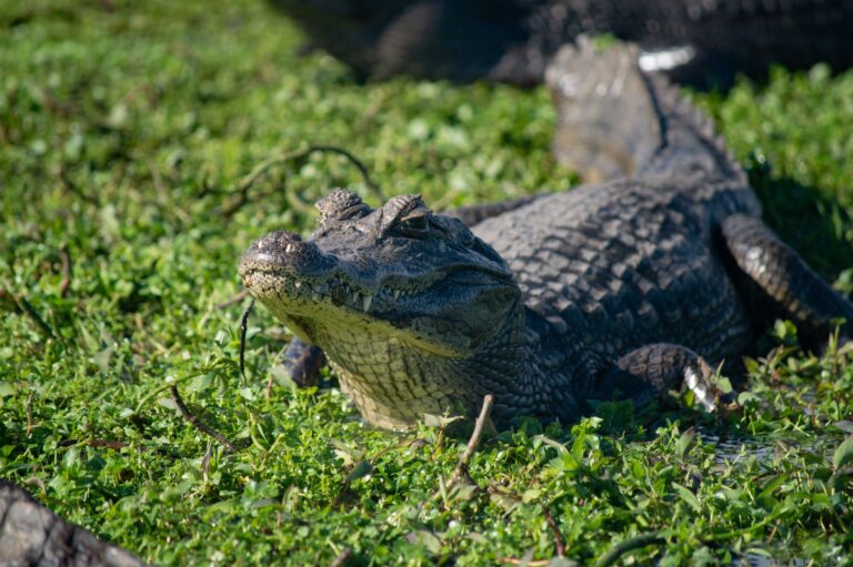 Fazendeira jacarés troca pântano semana
