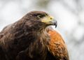 Fazendeiro compra pavão criar pet