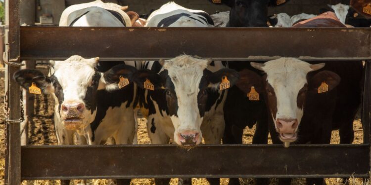 Fazendeiro reduz número vacas deixa