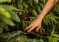 Filha pai sofrer dívidas fazenda
