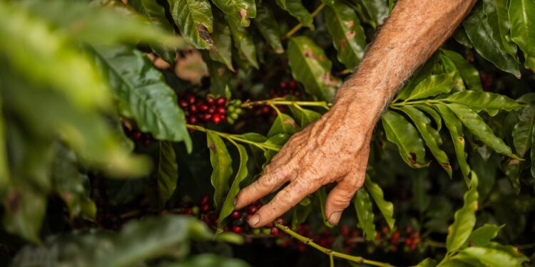 Filha pai sofrer dívidas fazenda