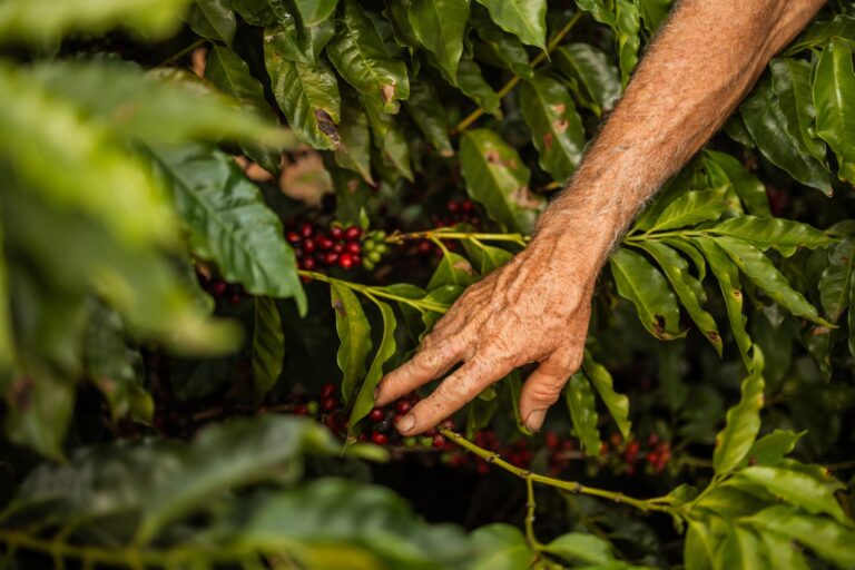 Filha pai sofrer dívidas fazenda
