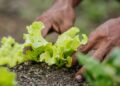 Filho estuda agronomia técnicos atendiam