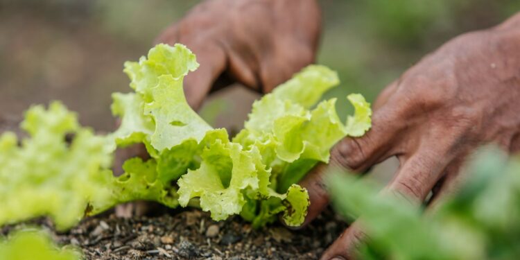 Filho estuda agronomia técnicos atendiam