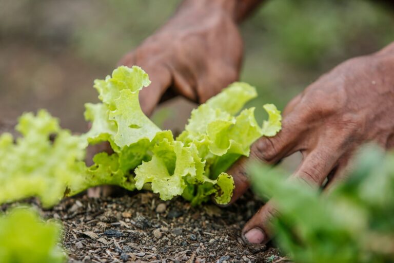 Filho estuda agronomia técnicos atendiam