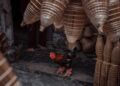 Galinha pernas lembram escamas dragão