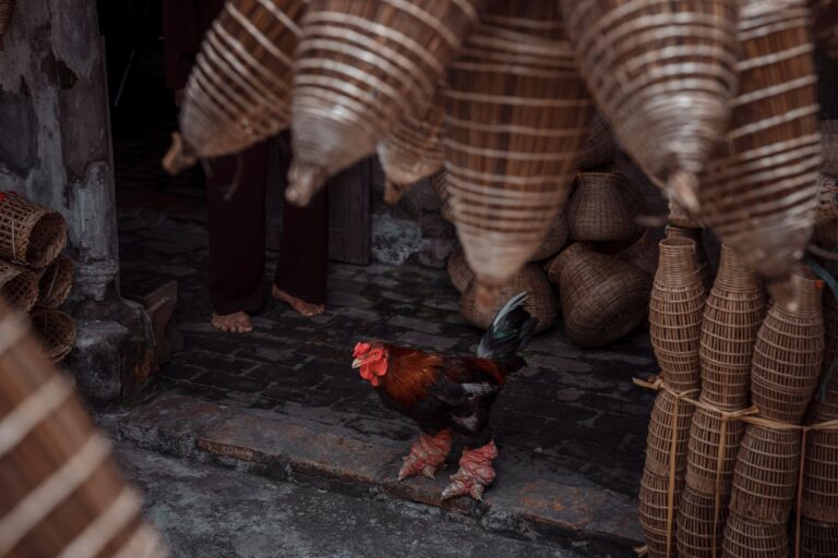 Galinha pernas lembram escamas dragão