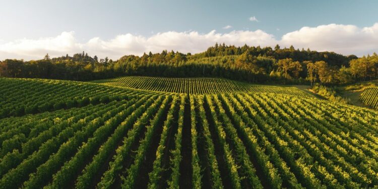 Incêndio destrói loja frutas casal