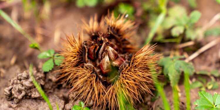 Larva escondida carga quilos castanhas