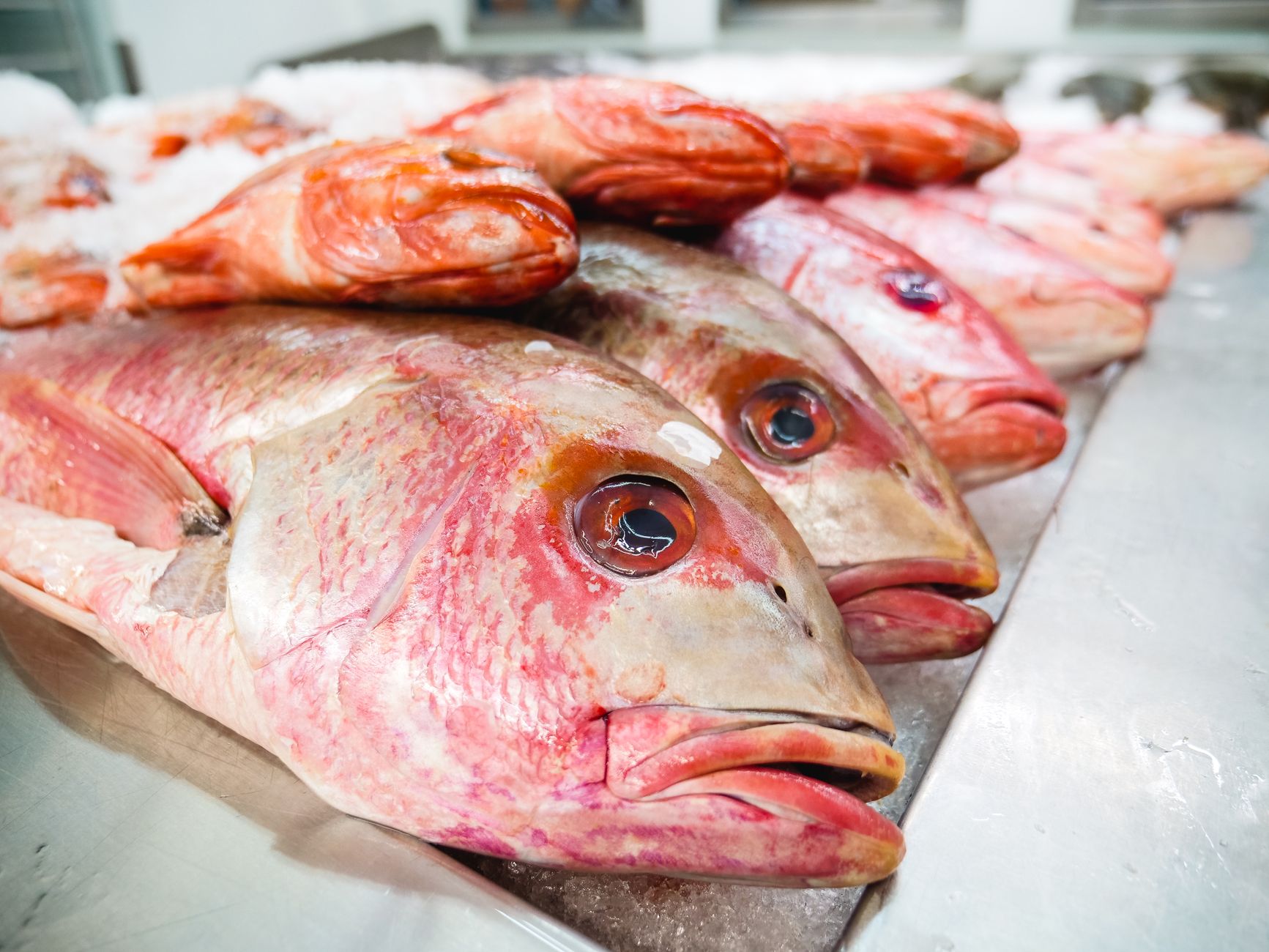 Close-up de um peixe pargo vermelho fresco sobre gelo em um mercado de frutos do mar, pronto para compra.