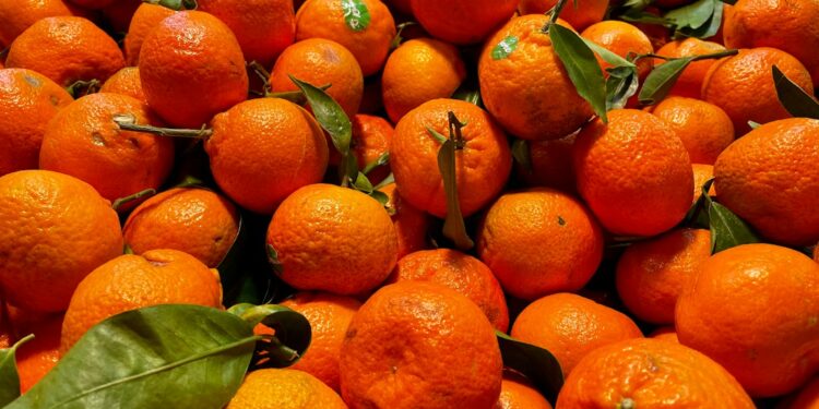 Mil laranjas transformadas esculturas gigantes