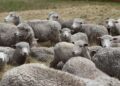 Milhares ovelhas atravessam centro madri